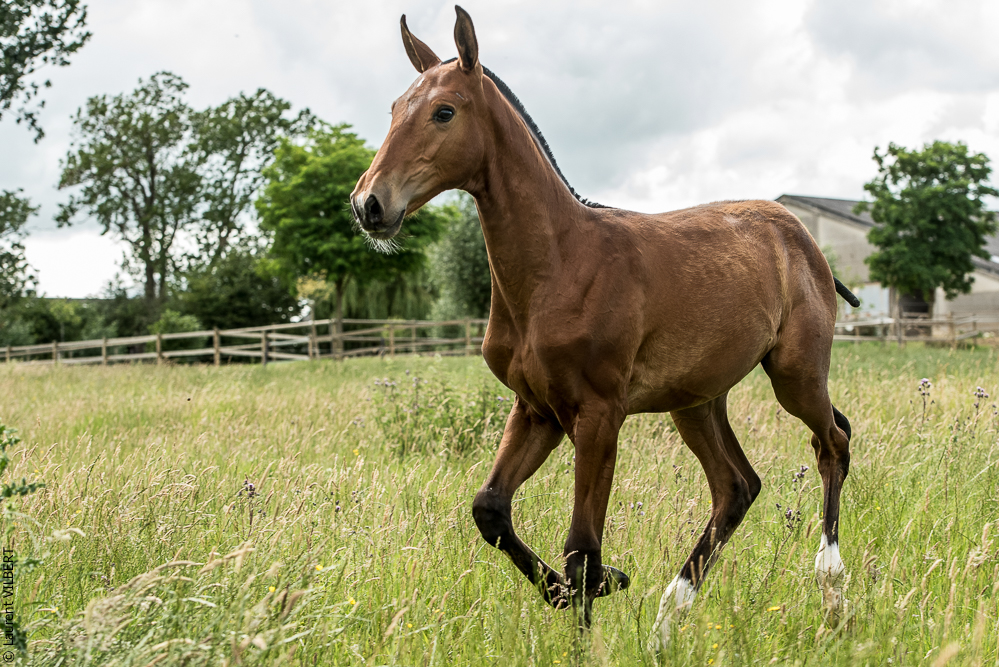 do Luar 20200705-0682