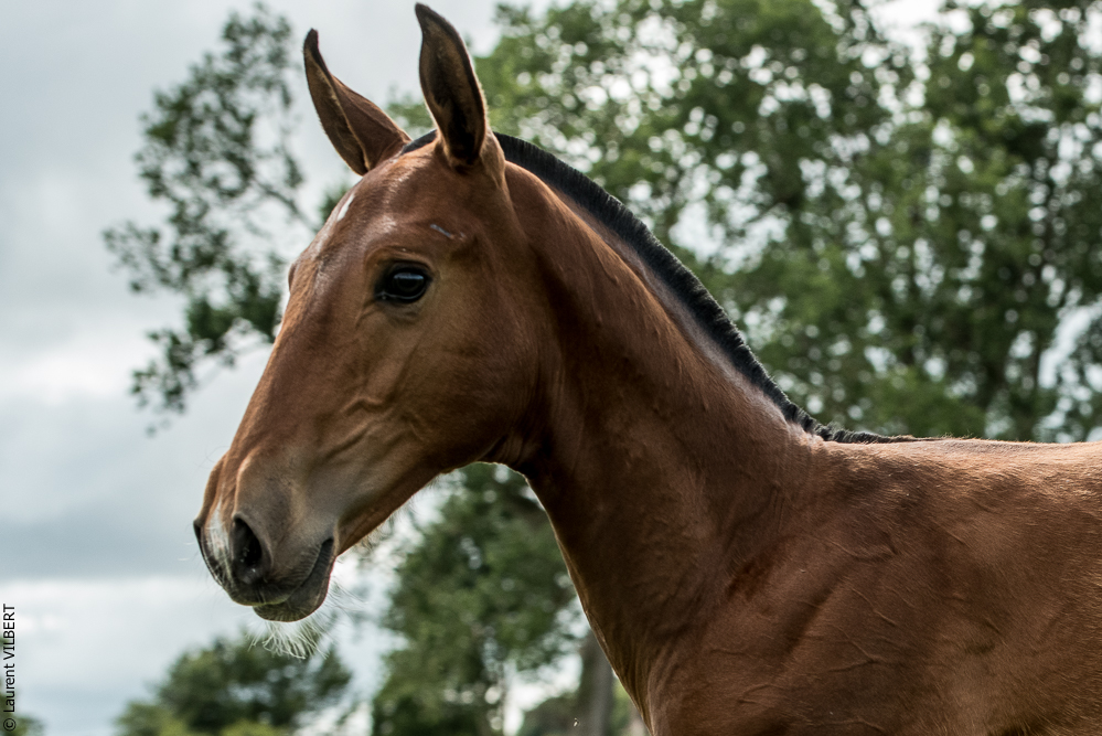 do Luar 20200705-0684