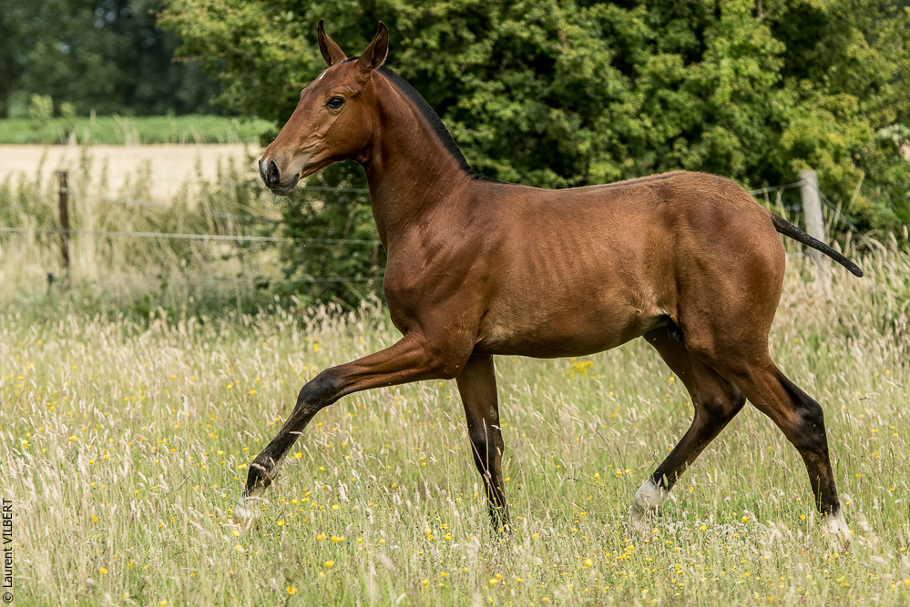 do Luar 20200705-0685
