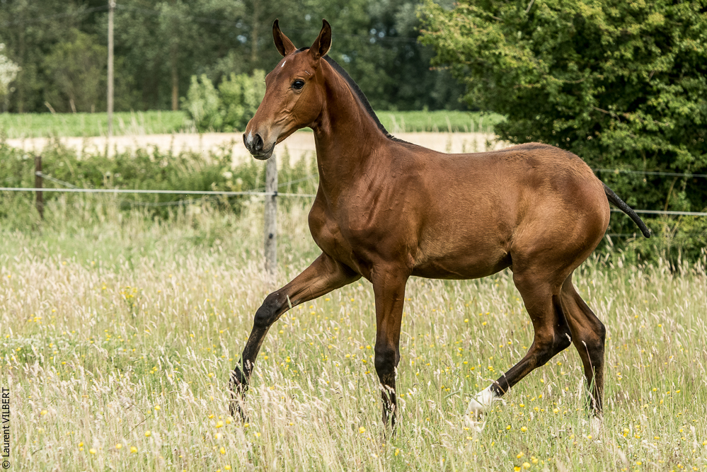 do Luar 20200705-0687