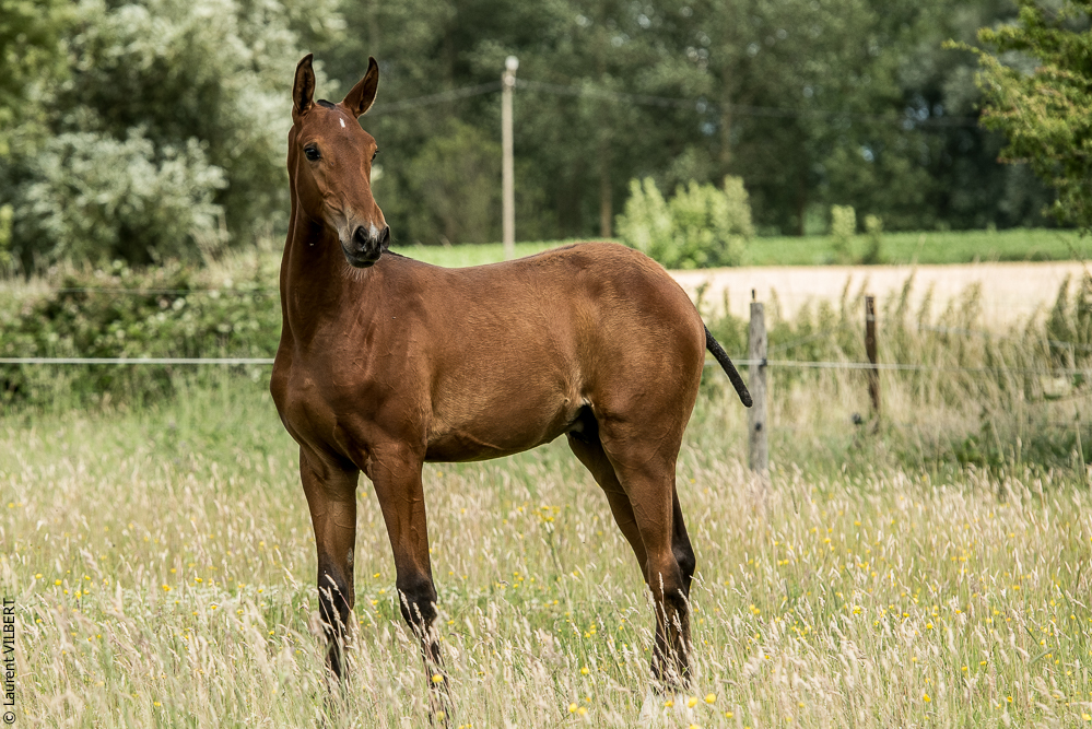 do Luar 20200705-0689