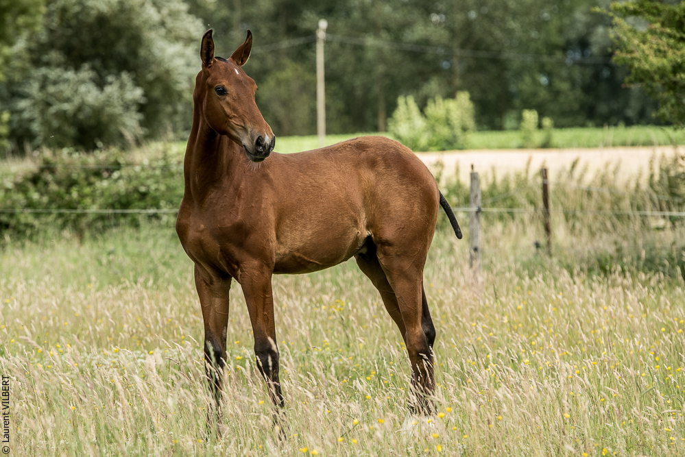 do Luar 20200705-0693