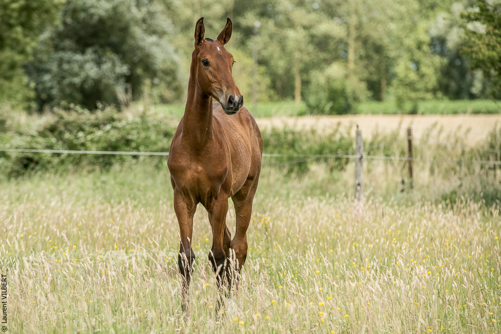 do Luar 20200705-0700