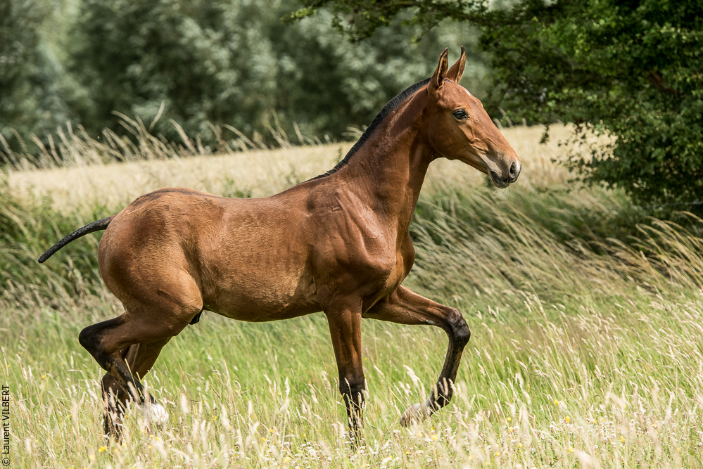 do Luar 20200705-0708