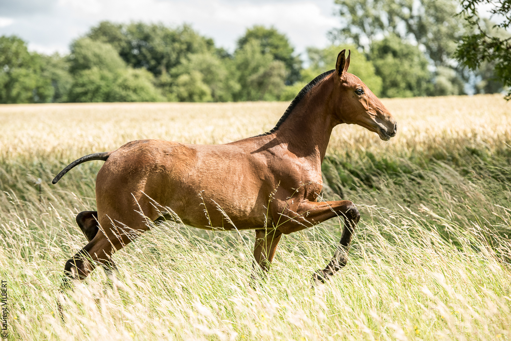 do Luar 20200705-0711
