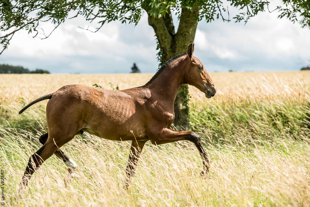 do Luar 20200705-0713