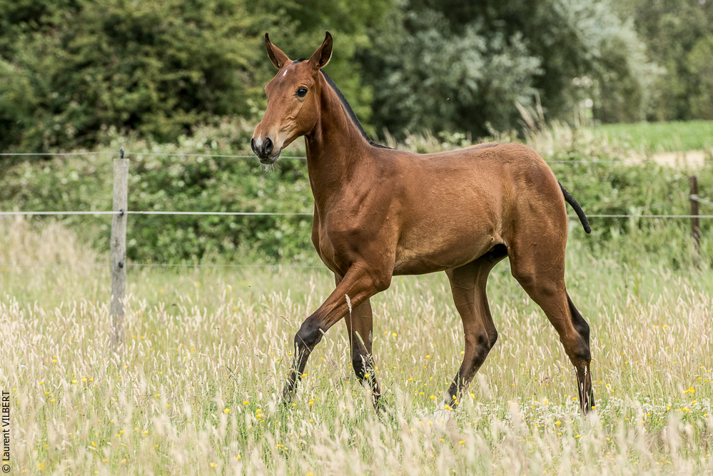 do Luar 20200705-0724
