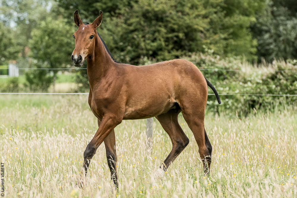 do Luar 20200705-0725