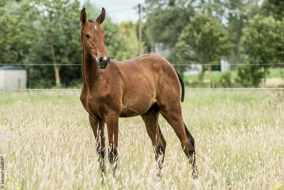 do Luar 20200705-0728