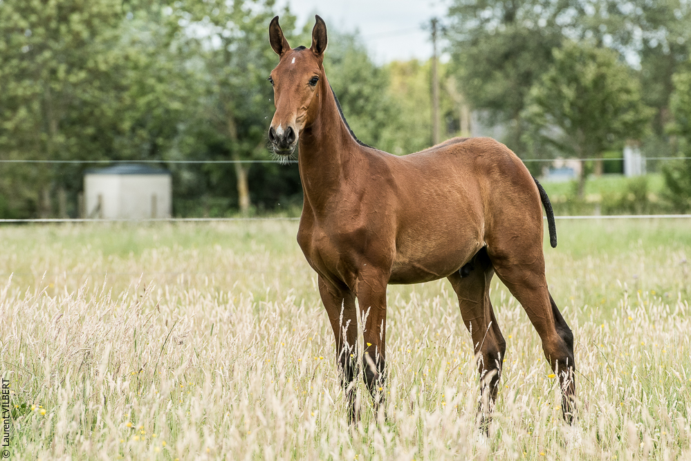 do Luar 20200705-0729