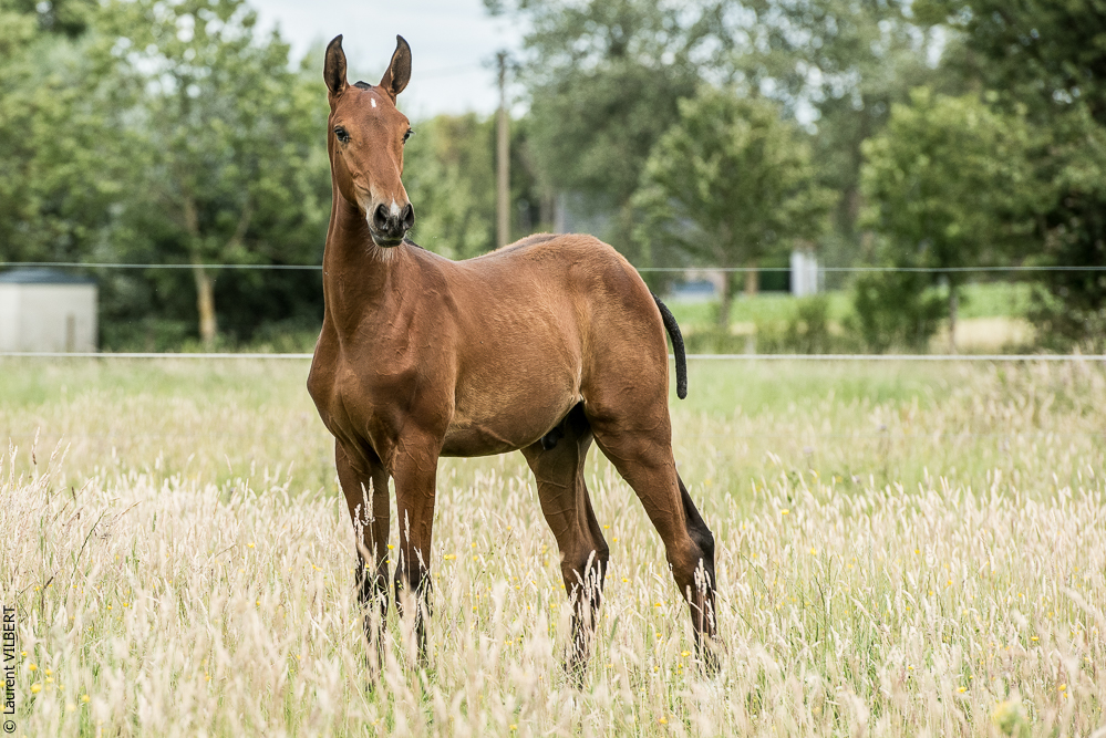 do Luar 20200705-0733