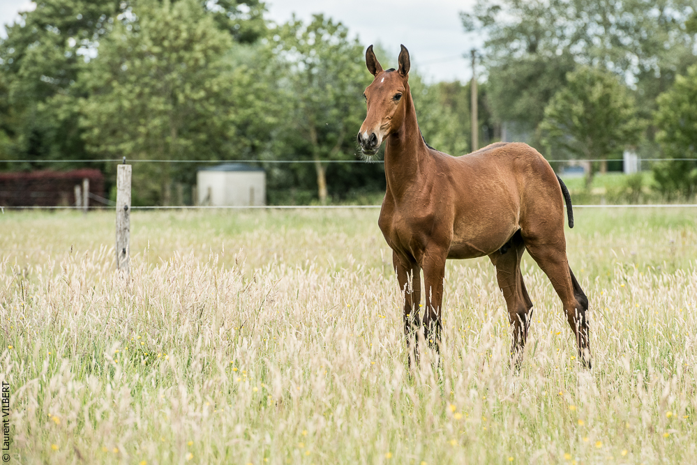 do Luar 20200705-0736