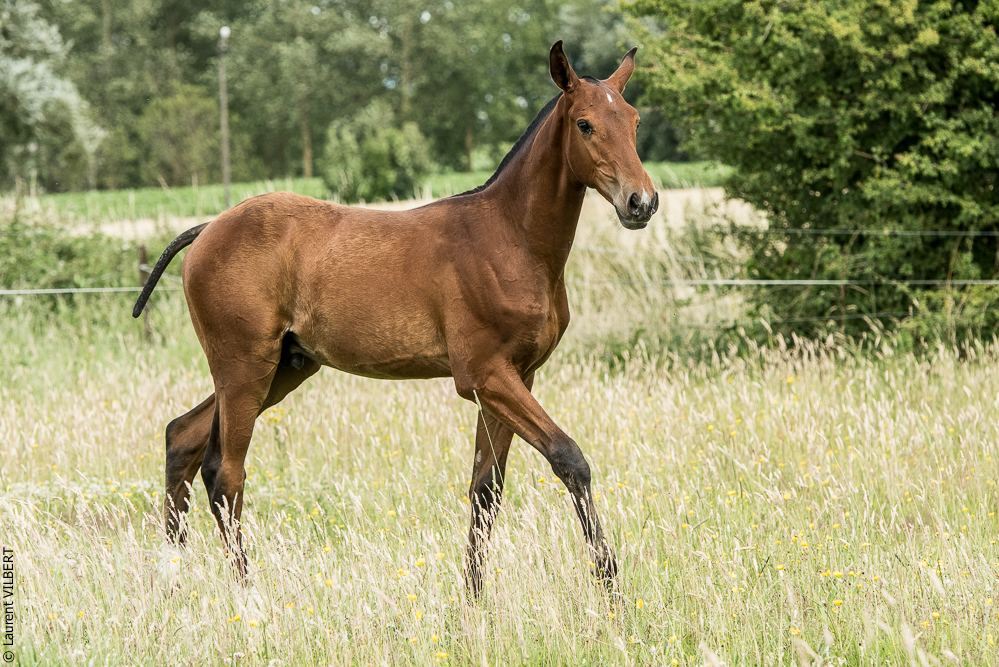 do Luar 20200705-0741
