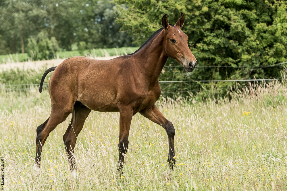 do Luar 20200705-0742