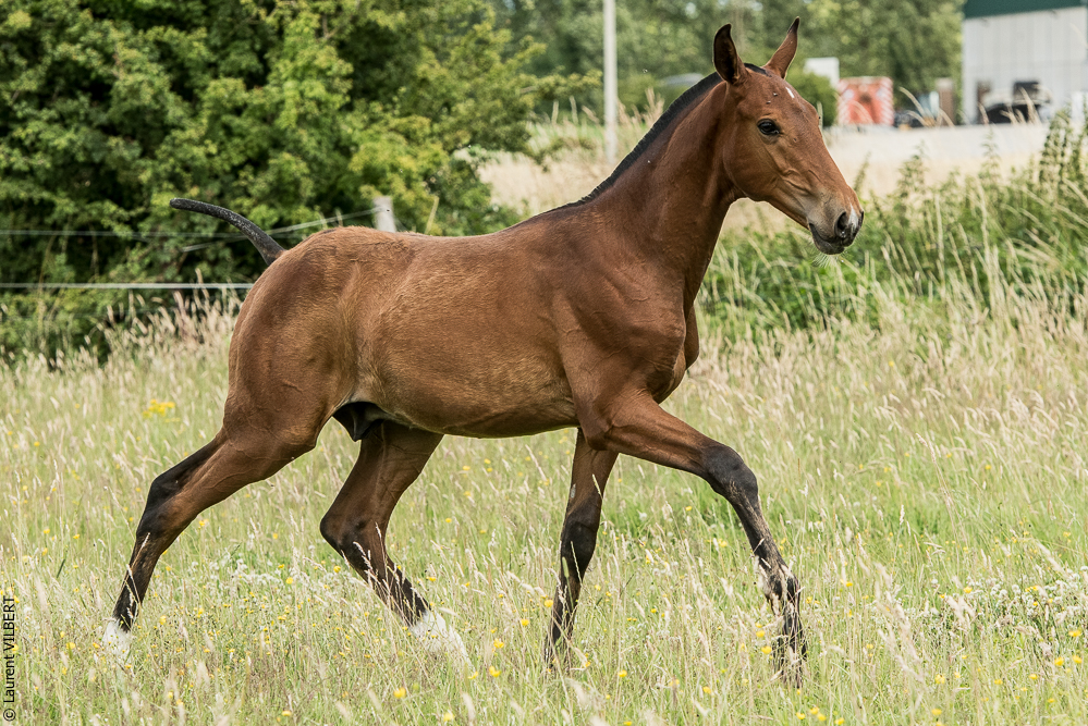 do Luar 20200705-0744