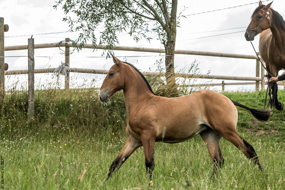 do Luar 20200705-0768