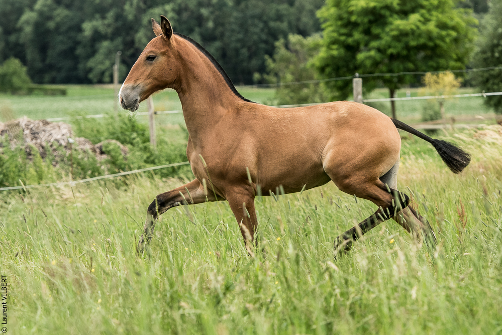 do Luar 20200705-0780