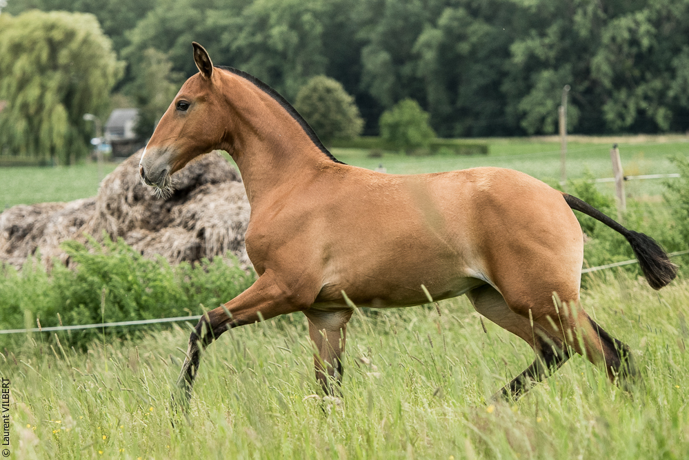 do Luar 20200705-0781
