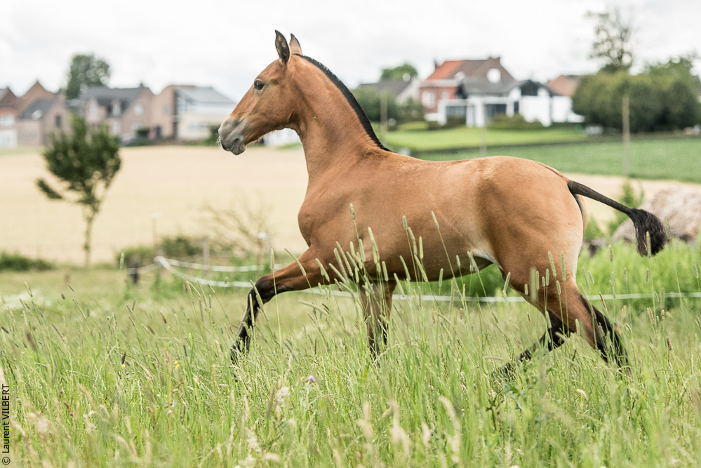 do Luar 20200705-0783