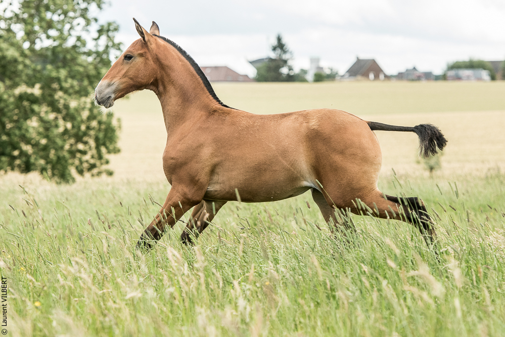 do Luar 20200705-0787