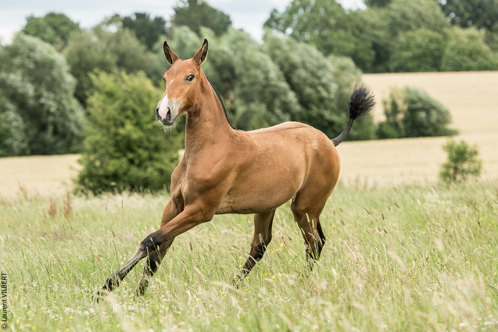 do Luar 20200705-0792