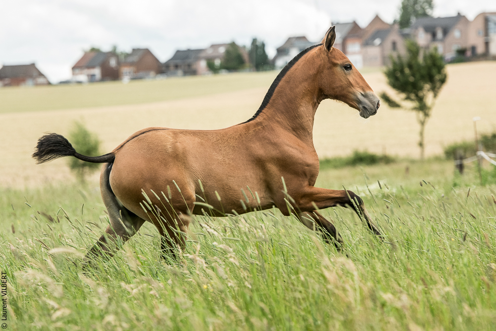 do Luar 20200705-0795