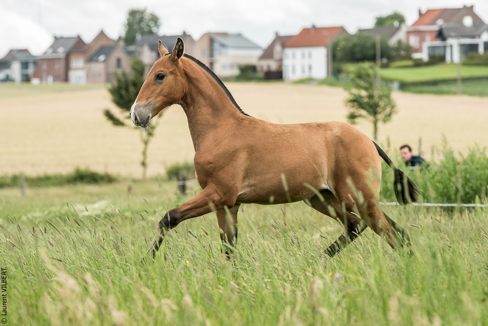 do Luar 20200705-0797