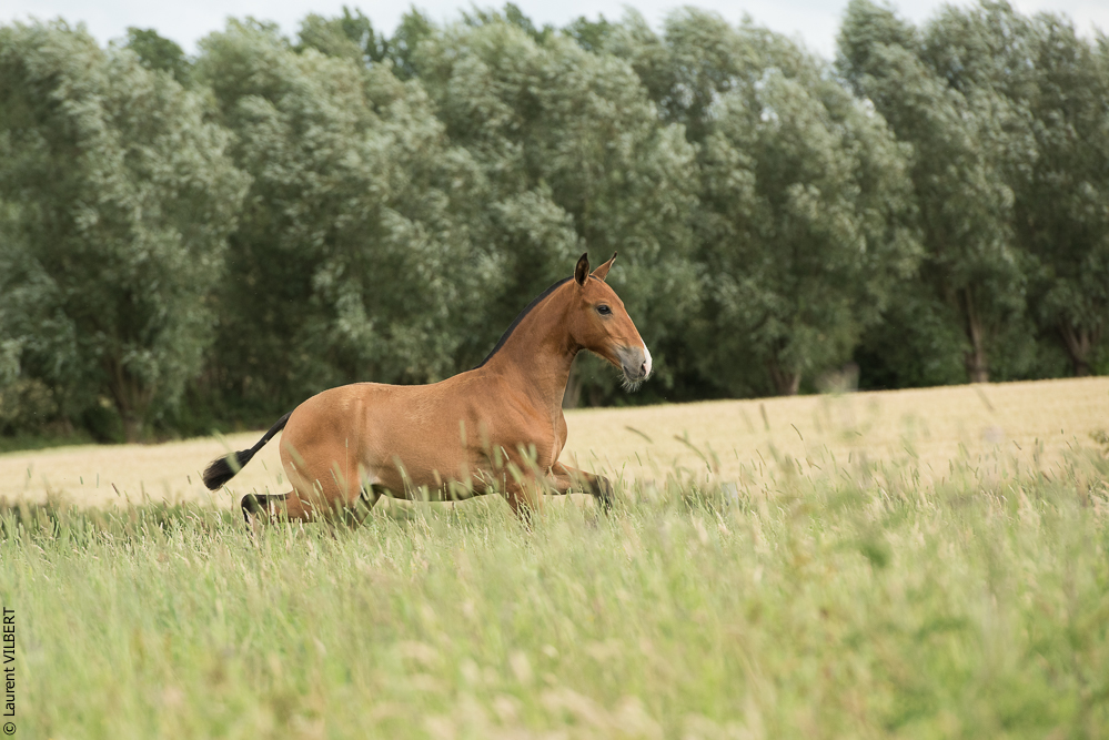 do Luar 20200705-0823