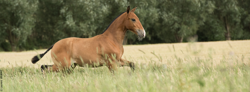 do Luar 20200705-0823