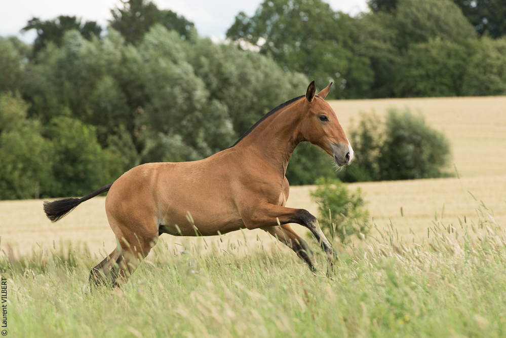 do Luar 20200705-0826