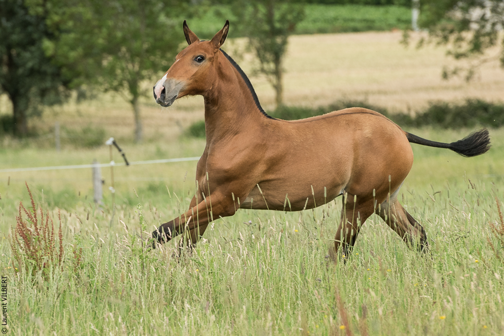 do Luar 20200705-0845