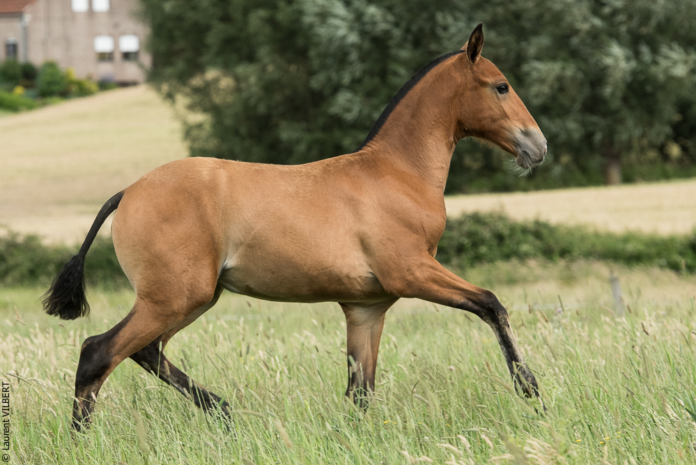 do Luar 20200705-0854