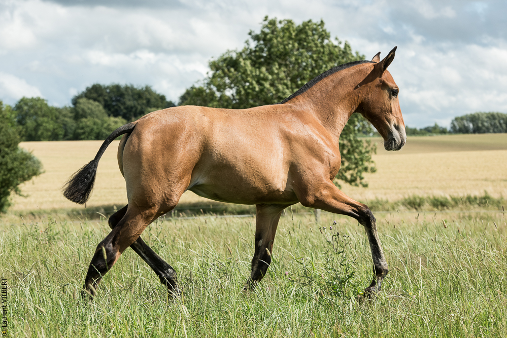 do Luar 20200705-0869