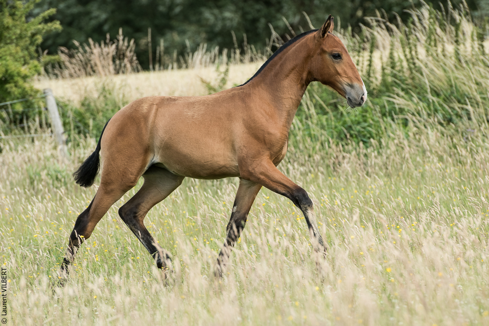 do Luar 20200705-0873