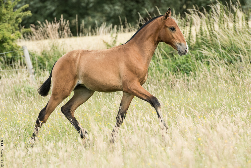 do Luar 20200705-0873