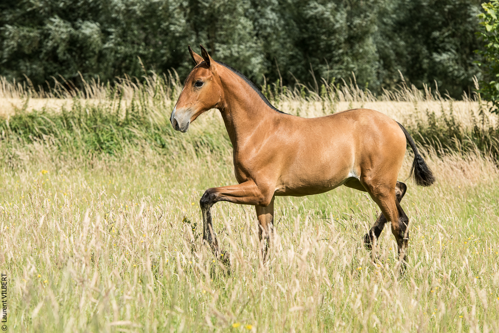 do Luar 20200705-0882