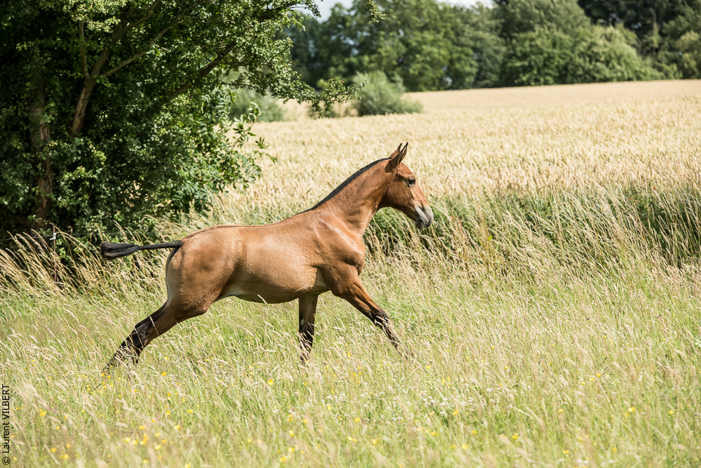 do Luar 20200705-0886