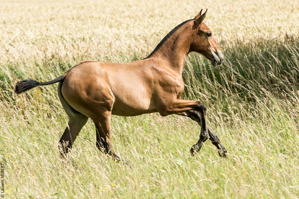 do Luar 20200705-0887