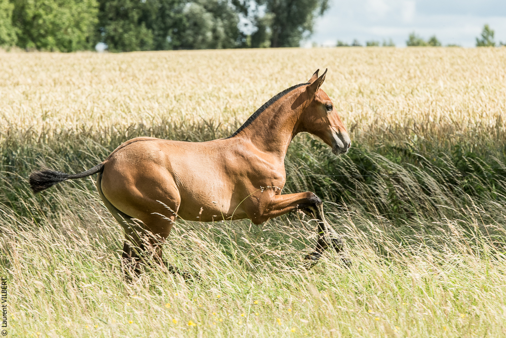do Luar 20200705-0889