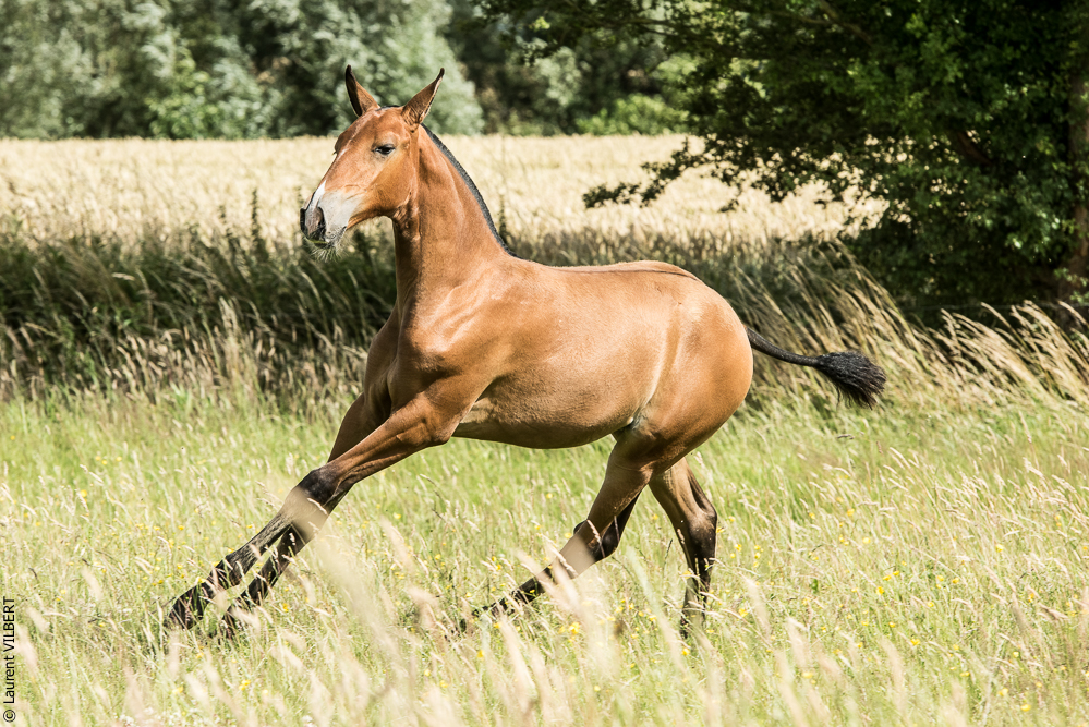do Luar 20200705-0897