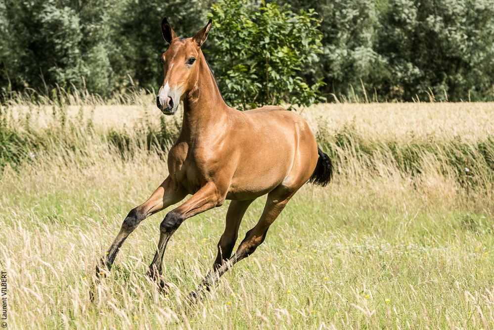do Luar 20200705-0899