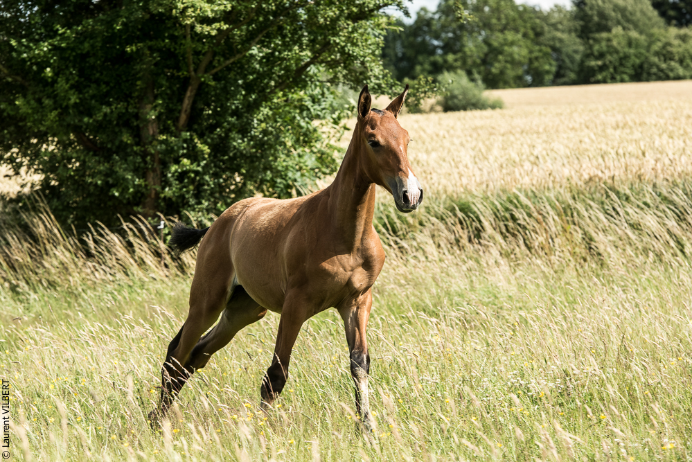do Luar 20200705-0909
