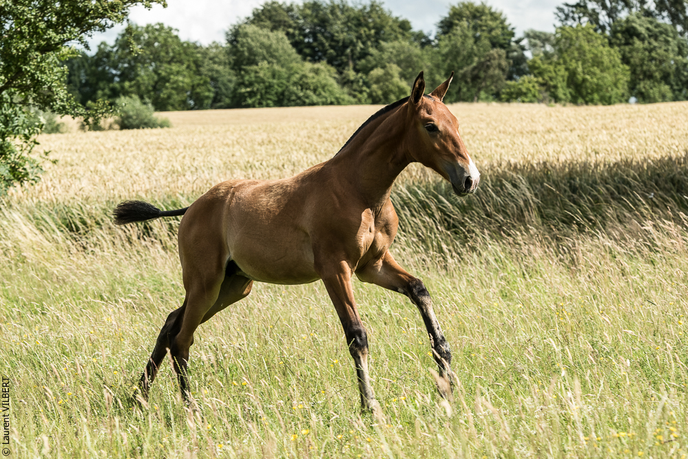 do Luar 20200705-0910