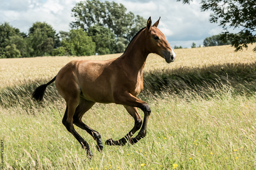 do Luar 20200705-0911