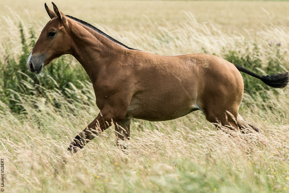 do Luar 20200705-0919