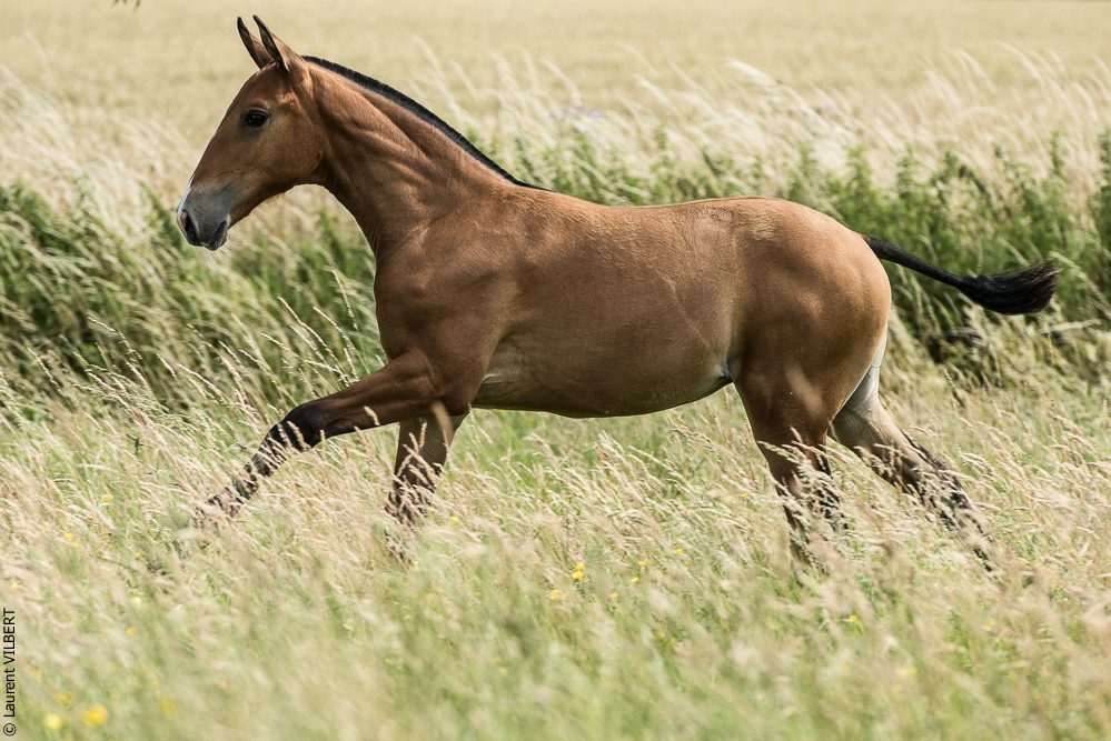 do Luar 20200705-0920