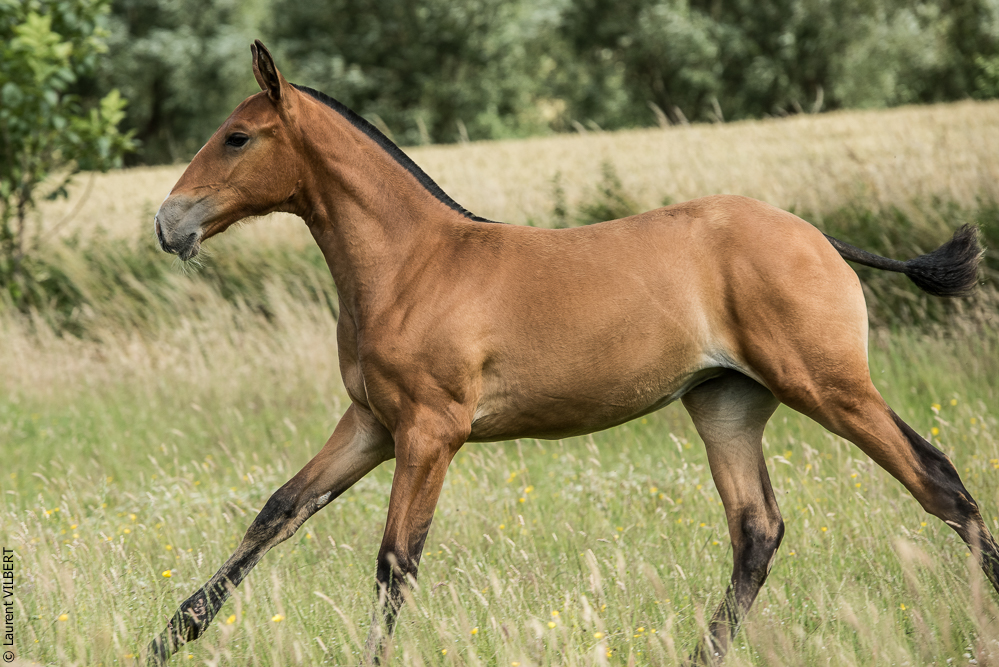 do Luar 20200705-0923