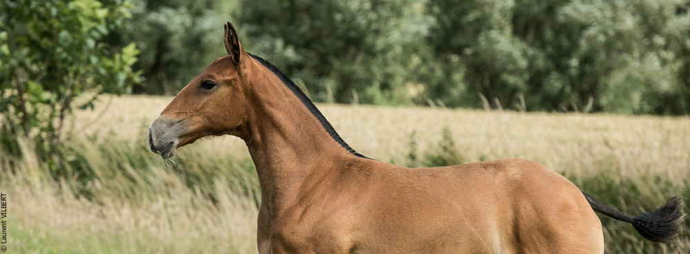 do Luar 20200705-0923