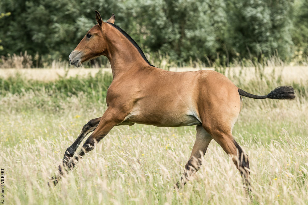 do Luar 20200705-0924