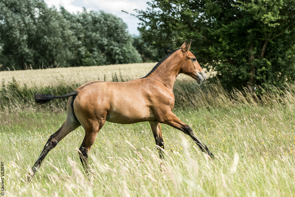 do Luar 20200705-0927